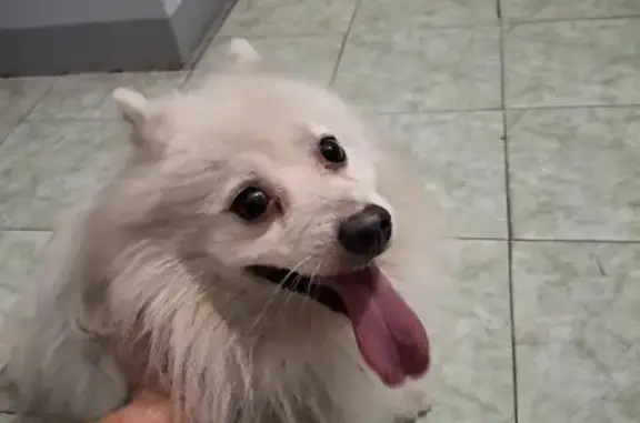 Найдена собака, Чита, фото: Собака найдена: ул. Шилова, 35, Чита