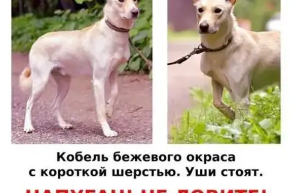 Пропала собака: Обводное шоссе, 3, Рублёво
