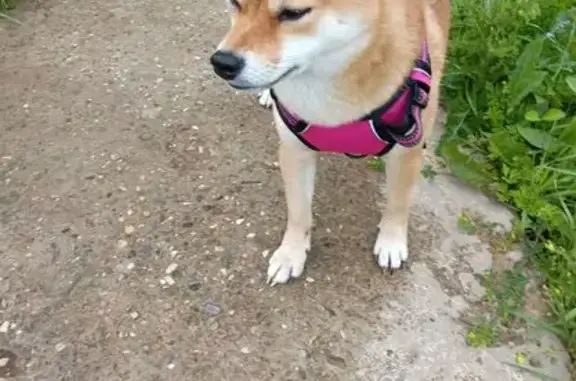 Найдена собака, Будовское, фото: Собака найдена: Торжок, Будовское СП