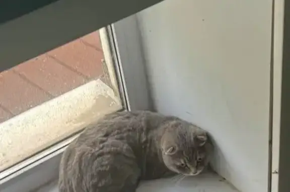 Найдена кошка, Орёл, фото: Найдена кошка, переулок Дарвина, 4, Орёл