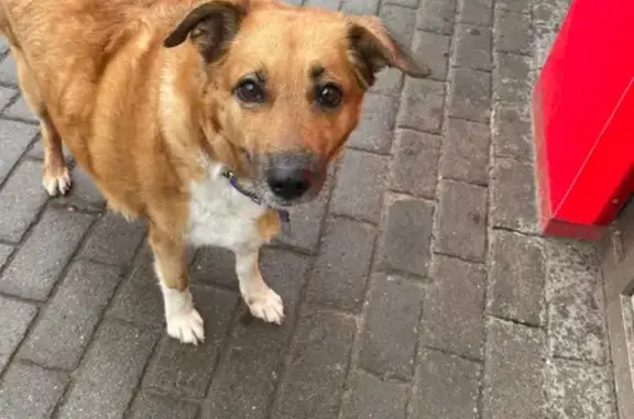 Собака найдена: Тракторостроителей 1/34