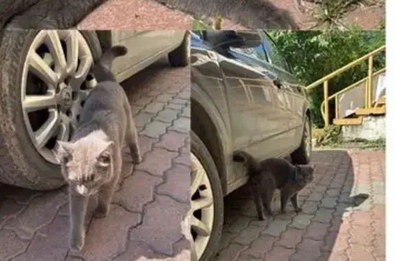 Кошка найдена: ул. Щорса, Красноярск