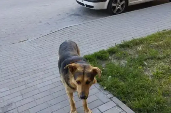 Собака найдена: ул. Александра Невского, 253