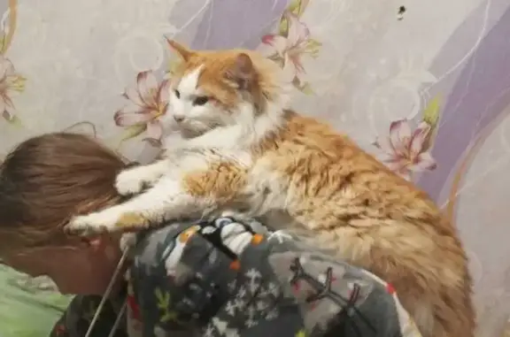 Пропала кошка, ул. Крупской, Новошахтинск