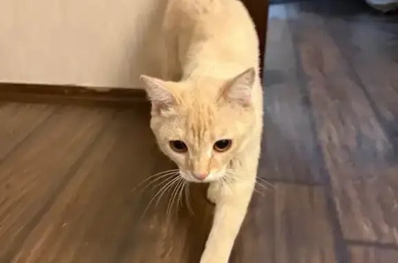 Найдена кошка, Иркутск, фото: Найдена кошка, Иркутск, ул. Крупный, 7