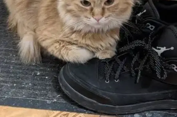 Кошки потеряшки, Тюмень, фото: Потеряшка кошка, ул. Бунина, 12, Тюмень