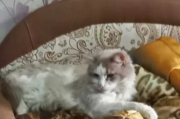 Найдена кошка, Санкт-Петербург, фото: Кошка найдена: Кубинская ул. 28, СПб