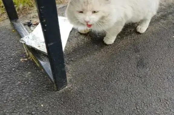 Белый кот найден на Меридианной, 26, Казань