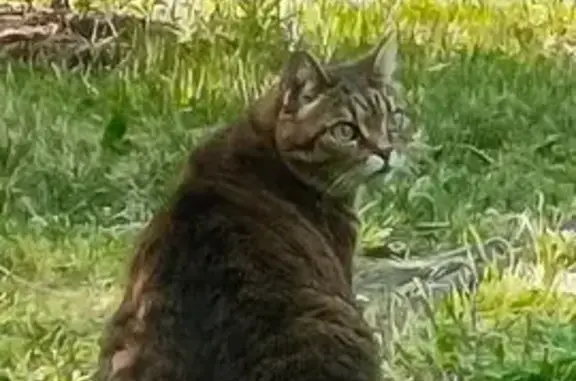 Пропала кошка, Зелёная ул. 30, Красноярск