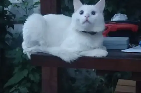 Пропала белая кошка, Новая ул., 13