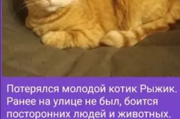 Кошки потеряшки, Домодедово, фото: Потеряшка кошка, ул. Текстильщиков 17, Домодедово