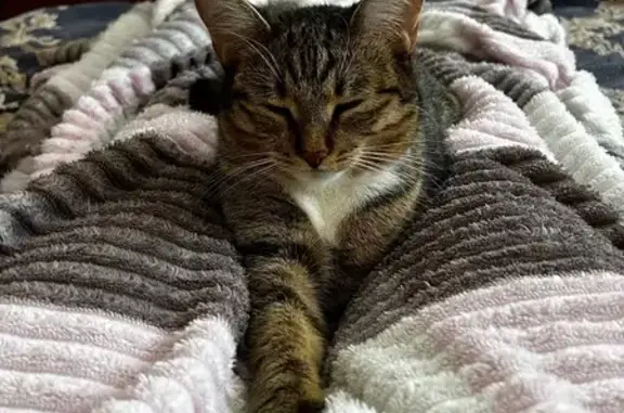 Пропала кошка, ул. Маяковского, 8, Вихоревка