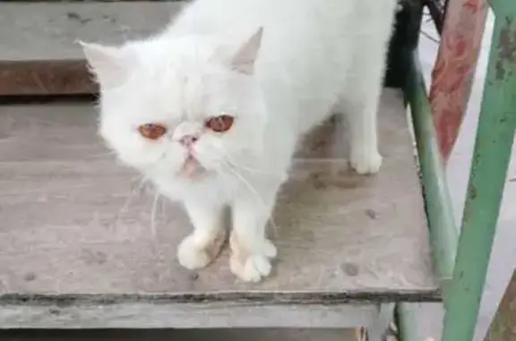 Найдена кошка, , фото: Белая кошка найдена, Дачная ул., Александровка