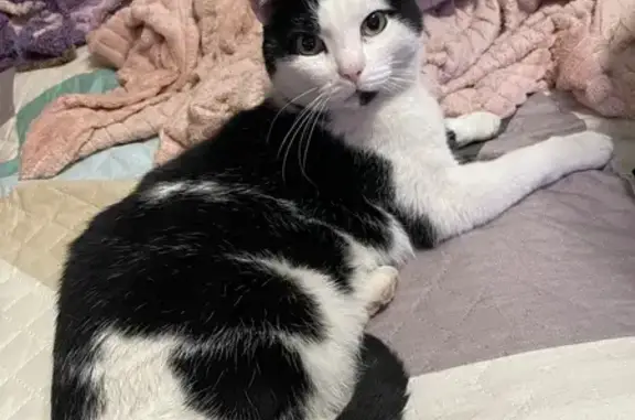 Объявления о пропавших и найденных животных, Бердск, фото: Крупная кошка найдена, Комсомольская ул., Бердск