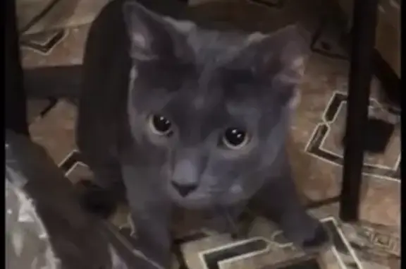 Кошки потеряшки, Ульяновск, фото: Потеряшка кот Маркиз, Новосондецкий 16