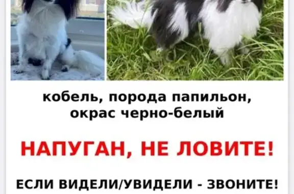 Собаки потеряшки, Москва, фото: Потеряшка собака, ул. Санникова 13, Москва