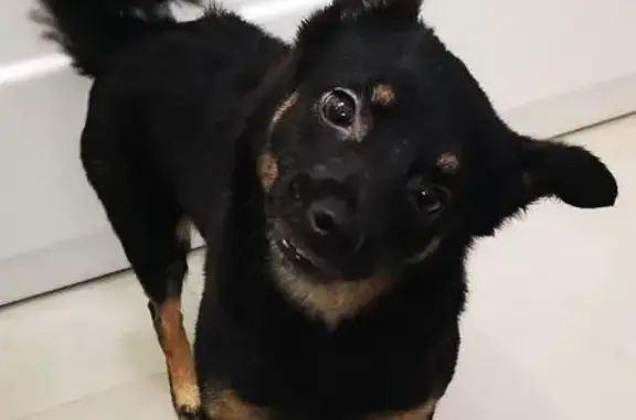 Собака найдена, Маклаково, Ряз. обл.