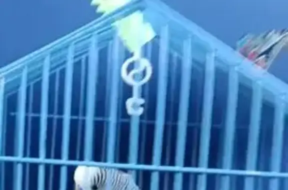 Пропал попугай Кеша, Луговой пер., 93, Шахты