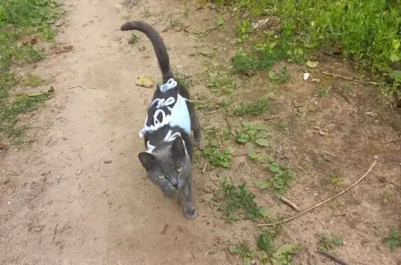 Найдена серая кошка, Ивантеевка, Богданова 7