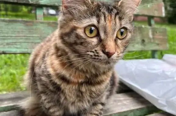 Найдена кошка, Кострома, фото: Кошка найдена у подъезда, Индустриальная 57