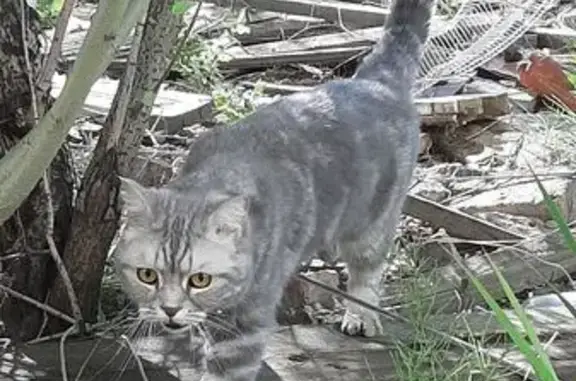 Найденные животные Якутск, фото: Кошка найдена: Воинская ул., 10А, Якутск