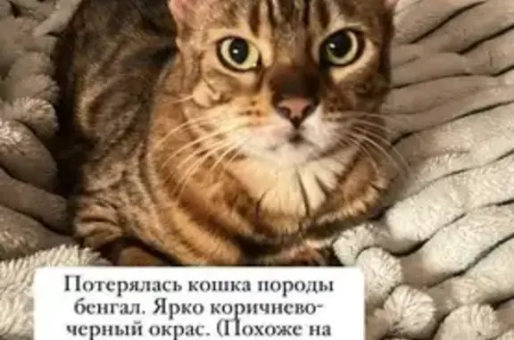 Пропала кошка, Чебоксары, Чувашия
