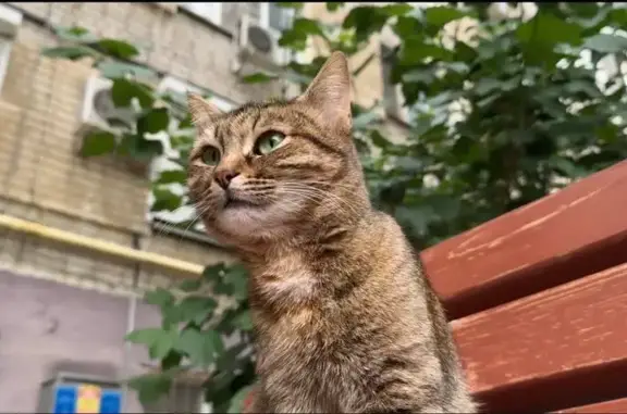 Найдена ласковая кошка, Ткачёва 15, Волгоград