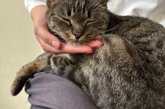 Кошка найдена, ул. Урицкого 8, Екб