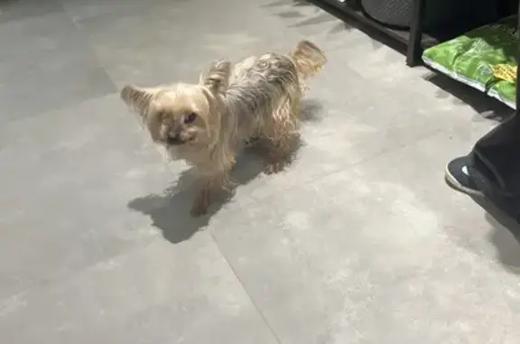 Найдена собака, Москва, фото: Йоркширский терьер, Волков переулок, Москва