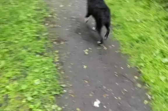 Собака у Тихорецкий пр., 9 к2, СПб