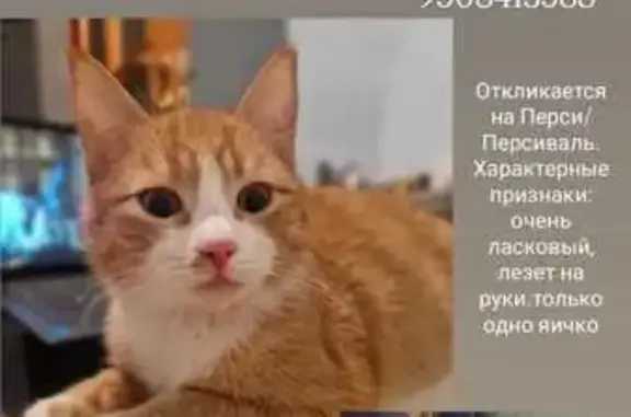 Пропала кошка, Батайск, Железнодорожный 7