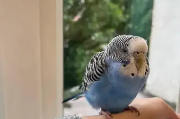 Птица в окне: Люботинский пр., 7, СПб