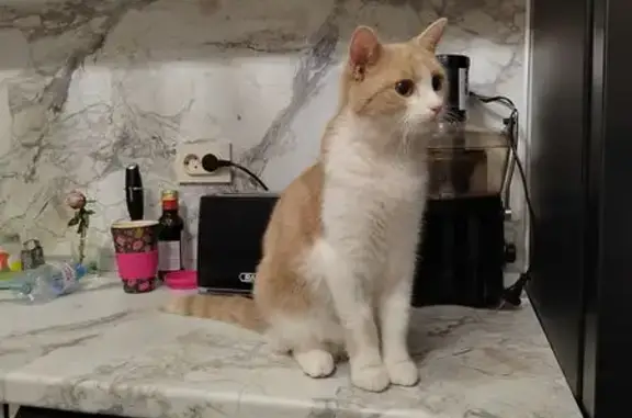 Пропал котик в Заречье, СНТ 