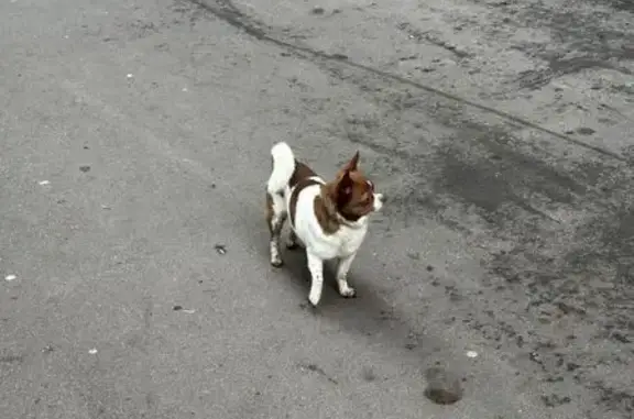 Собака найдена: Профсоюзная 88/20, Москва