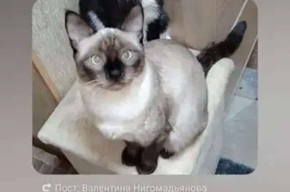 Кошки потеряшки, Златоуст, фото: Потеряшка сиамская кошка, Златоуст, Ленина