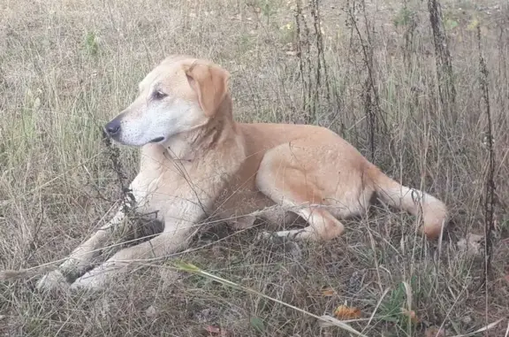 Пропала собака, Парниковый пер., Н. Новгород