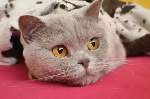 Пропала кошка, Октябрьский пр. 42, Кемерово