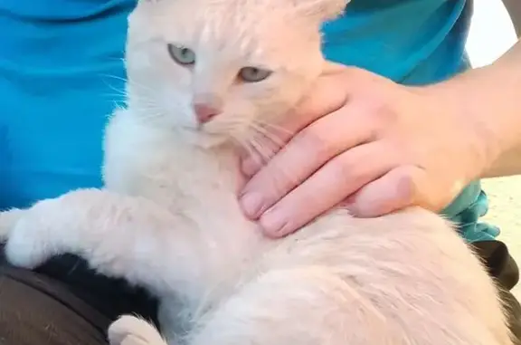 Кошка найдена на Артельной, 61, Астрахань