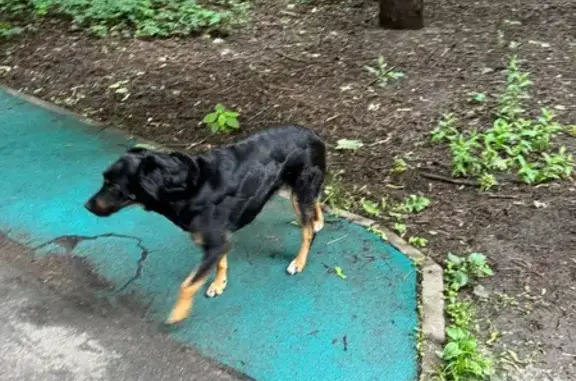 Найдена собака, Москва, фото: Собака найдена: Берёзовая Роща, 3 к2