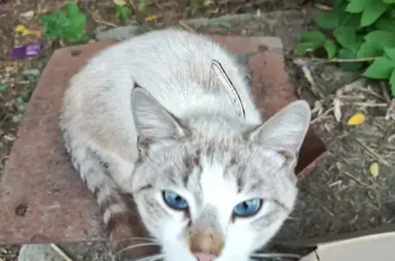 Найдена кошка, ул. Габдуллы Кариева, 3