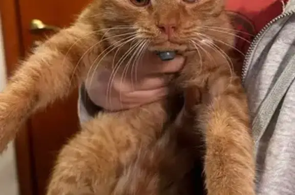 Рыжий кот найден на Приволжской, Казань