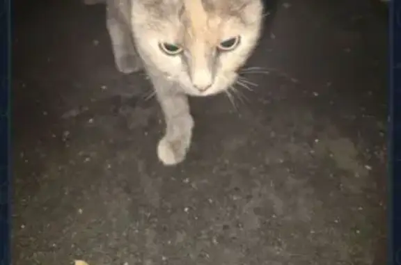 Кошка найдена: Дубнинская ул, 73 к3