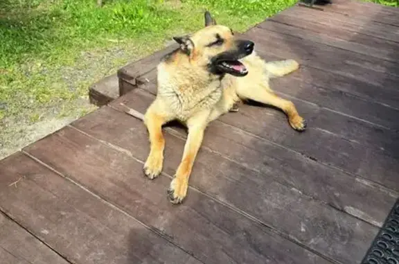 Найдена собака, Усть-Ницинское, фото: Собака ищет дом: Ирбитский тракт, Усть-Ницинское