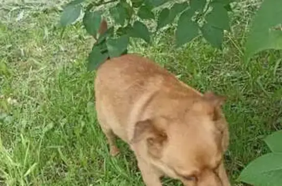 Найдена собака, Нижегородская область, фото: Найдена собака, Озёрная ул., Нижегородская обл.