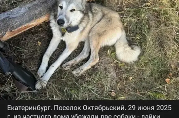 Пропала собака, ул. Бажова, 7, Октябрьский