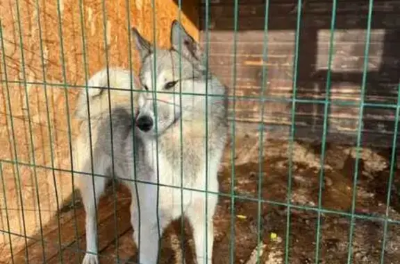 Пропала собака, ул. Бажова, 7, Октябрьский