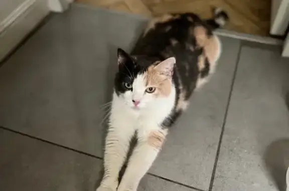 Триколор кошка найдена: Конаковский пр., 2/5