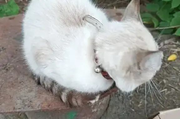 Найдена кошка, ул. Габдуллы Кариева, 3