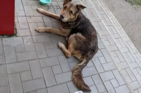 Найдена собака, Уфа, фото: Собака найдена у Магнита, Пархоменко 117