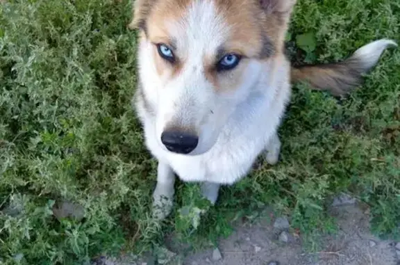 Собака найдена: ул. Тищенко, 25, Волгоград